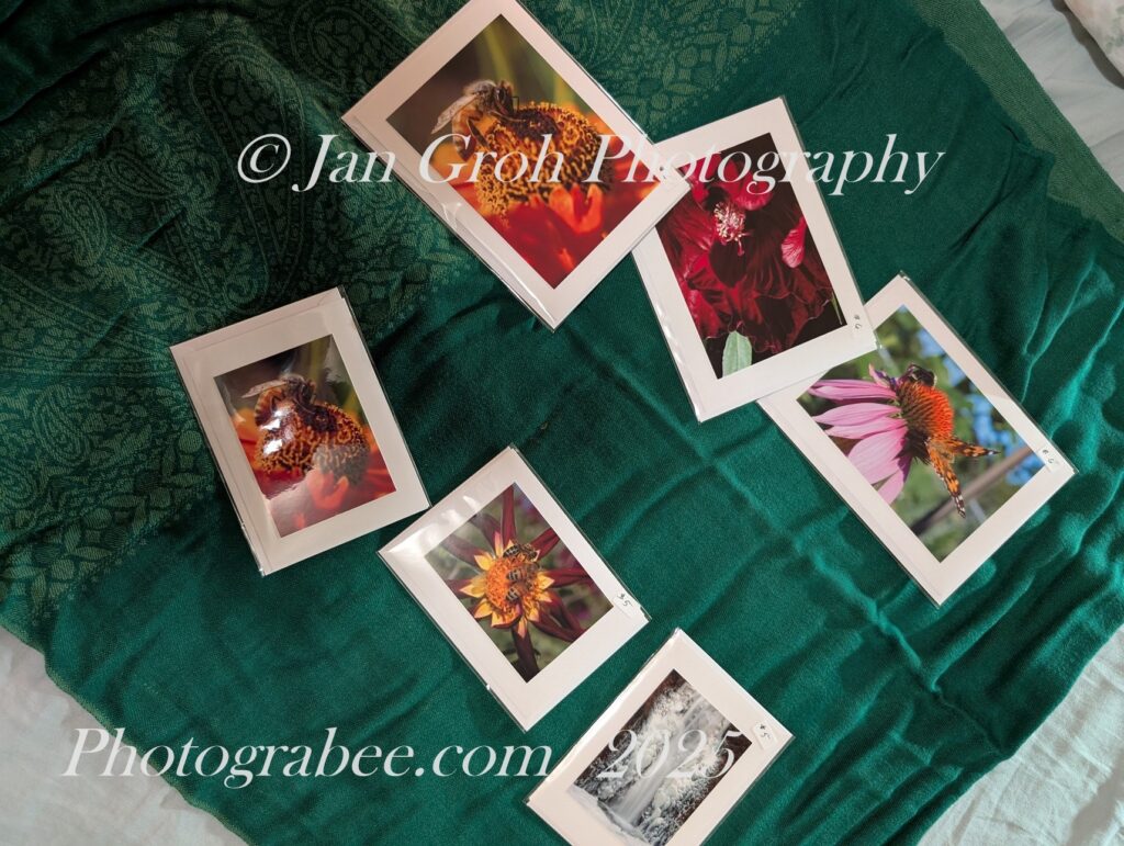 Aerial shot of six of Jan's beautiful cards laid out in two jaunty rows on a green cloth. Top row features three medium sized cards for $6 each, bottom has three small cards for $5 each. Images include bees and flowers and a frozen waterfall.