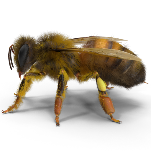 3D graphic of a honeybee with pollen on her legs viewed from the side, "standing" on the ground