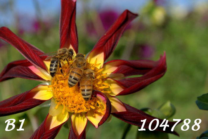 Photo showing 3 honeybees all clustered together near the top of the yellow center of a burgundy star petaled dahlia feeding in the sun. Label: B1-104788.