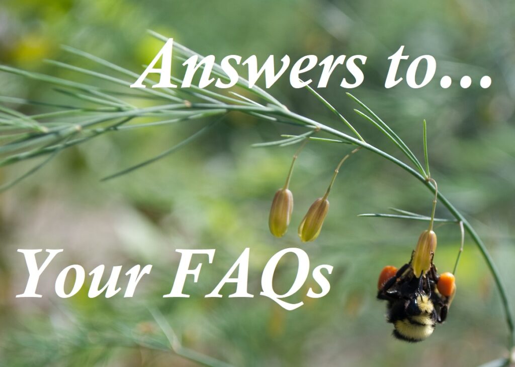A close-up photo of a black and yellow bumblebee hanging from an asparagus flower facing the camera. The words "Answers to... Your FAQs" appear overlaid in white.