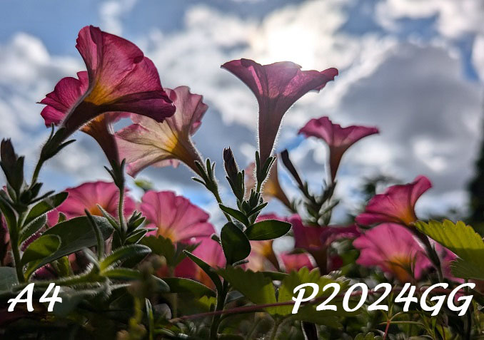 Photo looking up at a sunlit blue sky with broken clouds. Joyful pink petunias are nicely backlit by the sun. Greenery in foreground. Label: P-2024GG.