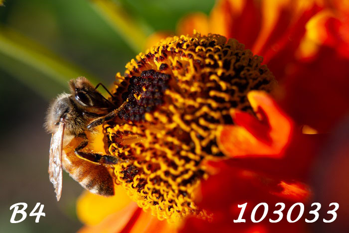 Close-up photo of a single honeybee feeding on a vibrant golden orange hellenium flower in the sun. Label B4-103033.