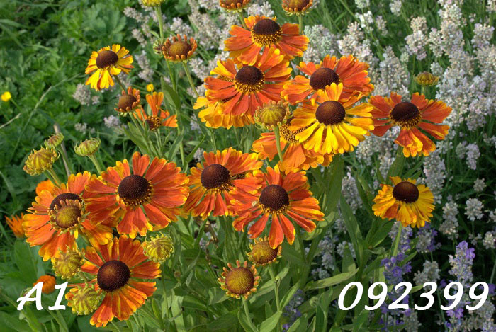 Photo of a patch of vibrant orange hellenium flowers in the sun. Text: A1-092399.