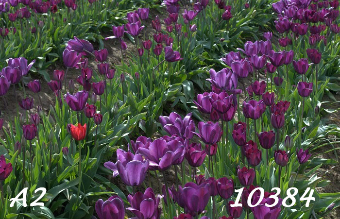 Photo of a field of royal purple tulips going off to the upper right corner in rows. One bright red tulip stands out in the lower left. Text: A2-100384.