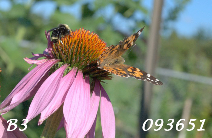 Photo showing a black bumble bee and a monarch butterfly sharing a purple echinacea flower in the sunlight. Label: B3-093651.