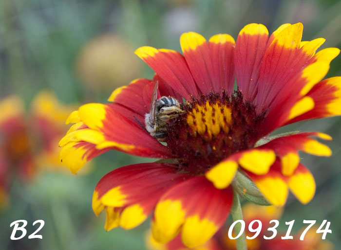 Photo showing a side view of a small longhorn bee sleeping in the crevice of a bright red and yellow gaillardia daisy in the evening. Label: B2-093174.