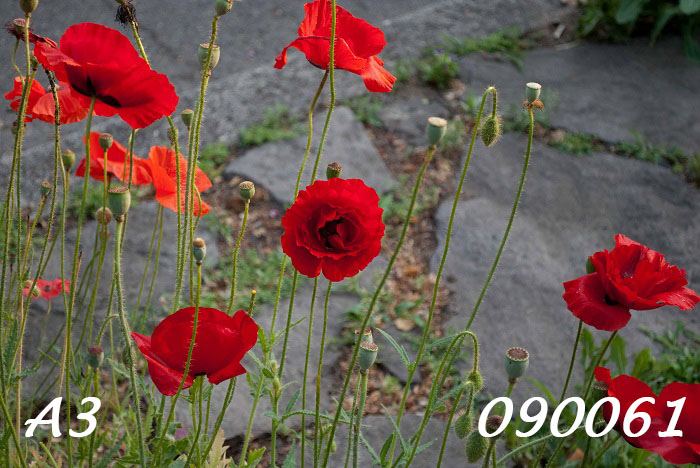 Photo of a cluster of bright red poppies by a roadside. One in the center squarely faces the camera in soft setting sunlight. Label: A3-090061.