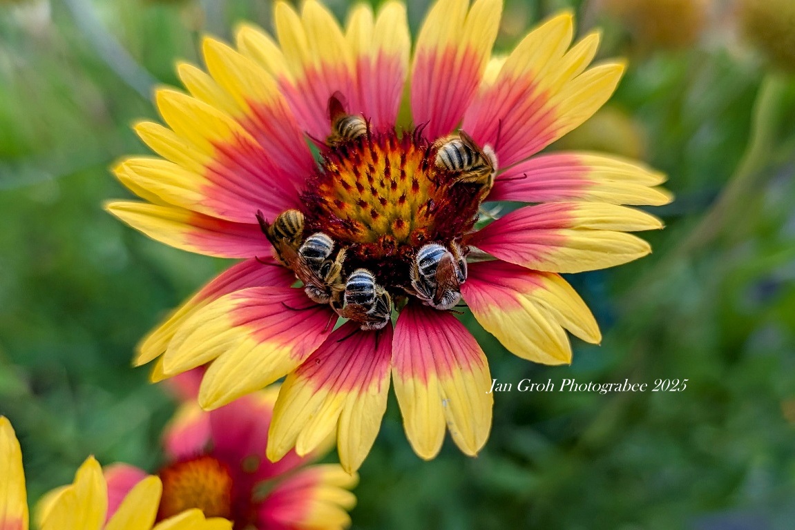 I’m a sleepy bee!