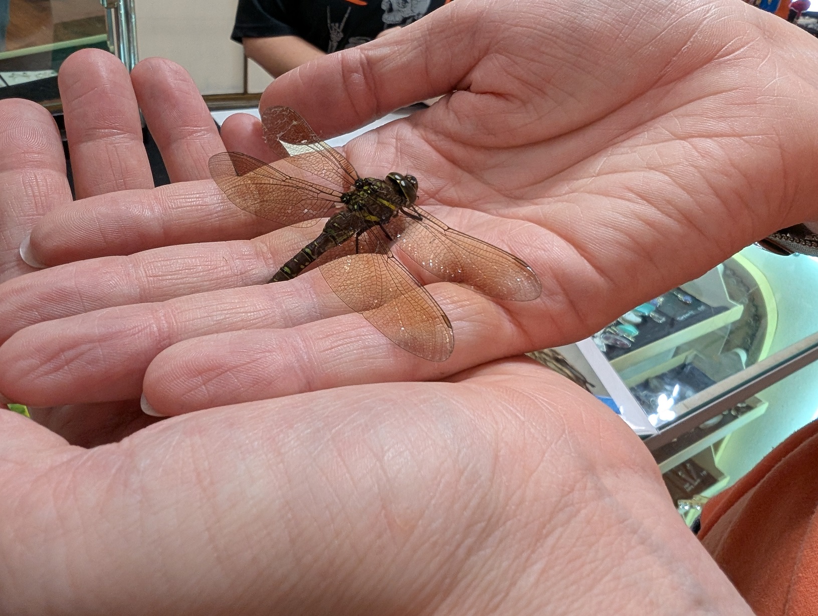 A large brown dragonfly with bronze tinted wings rests in a white persons's palms in a gift store.