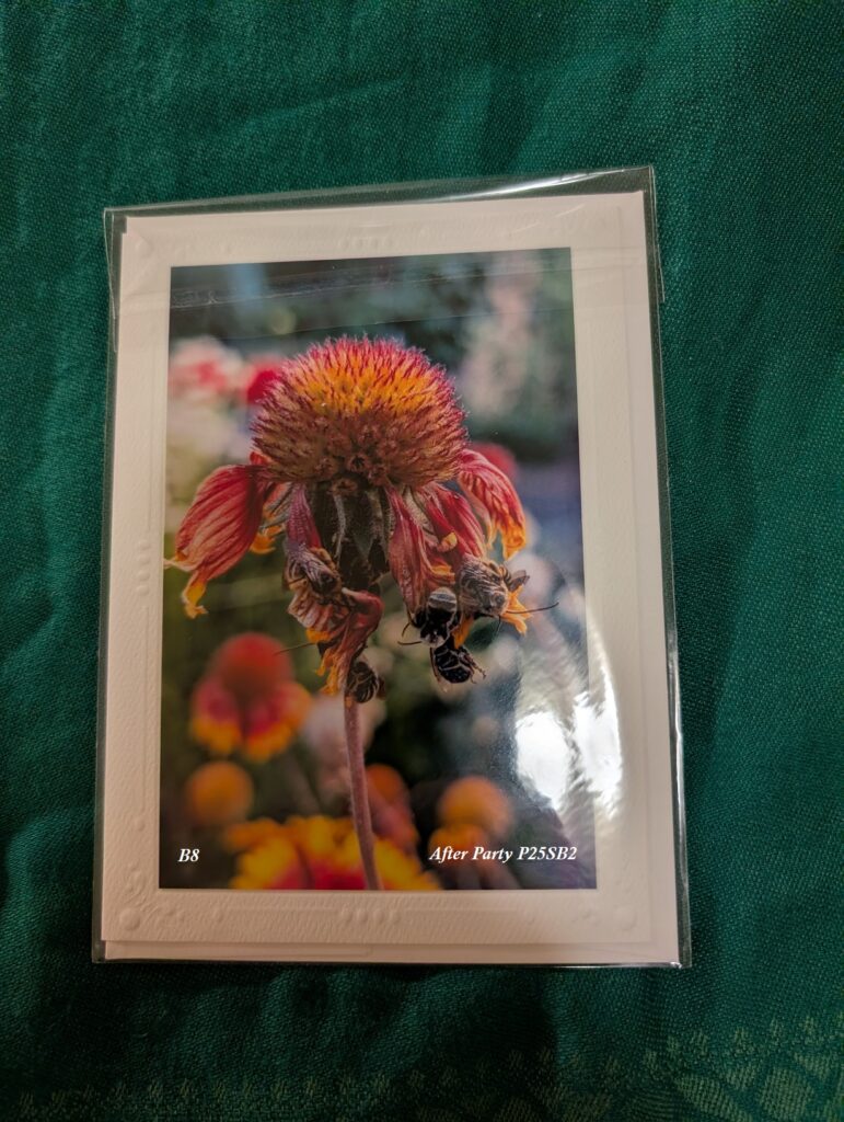 Photo of a large notecard with a photo of a gang of longhorn bees dangling from the tattered petals of a bedraggled Gaillardia flower. Looking like they were on a bender.
