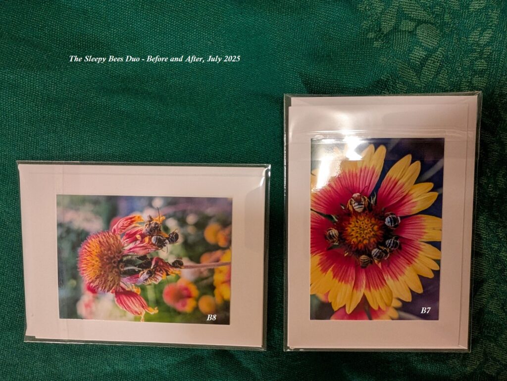 Photo showing a pair of small colorful photo notecards, one in portrait view the other landscape featuring the sleeping bees from the other two shots.