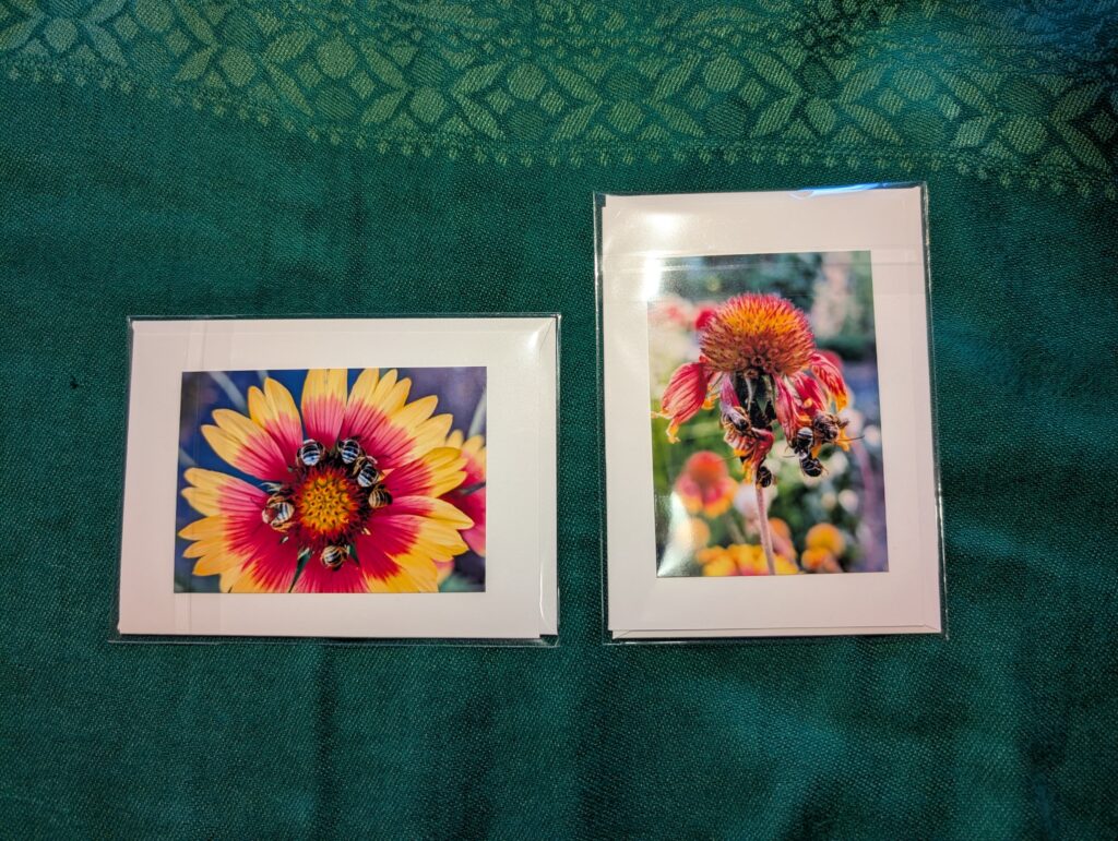 Photo looking down at 2 colorful photo notecards. The left one shows the six sleepy bees around a blanket flower, in a circle. The second, in portrait, shows a cluster of the bees hanging off the tattered petals of a different, bedraggled Gaillardia flower the next day.