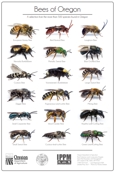 A color poster showing 18 different species of bees found in Oregon. Label: Bees of Oregon. Color photos of bees viewed from the side are shown in 3 columns of 6 bees against a white background with their labels and names beneath. From Oregon Department of Agriculture. IPPM. And State of Oregon. C 2017.