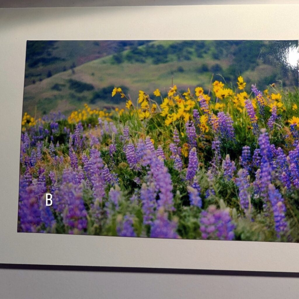 Photo of a color photo notecard (labeled B) showing a lovely view from Rowena Point outside of Mosier, Oregon overlooking rolling hills covered in blue and yhellow wildlfowers. (Lupin and Arrowroot.)