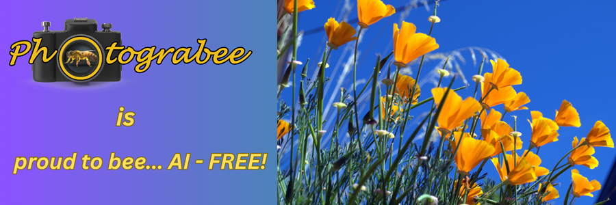 Colorful blue and purple banner reading "Photograbee is proud to be... AI-FREE!" next to image of bright orange California poppies reaching for the sun against a blue sky.