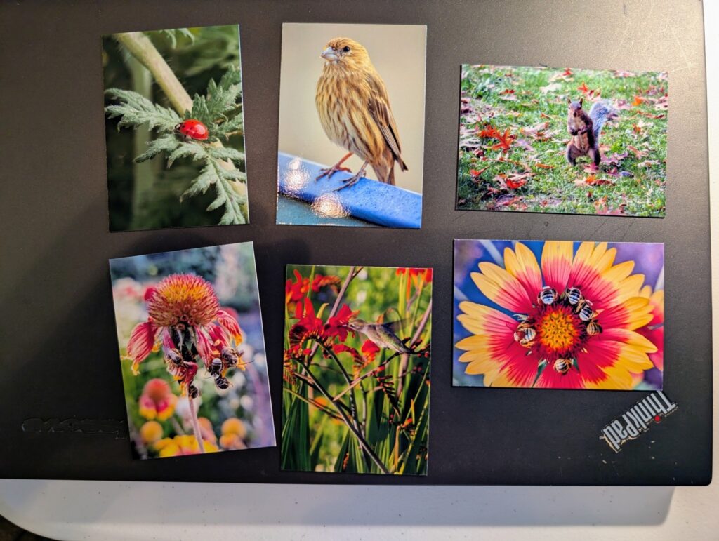 Photo showing six colorful photo magnets on a black background. Birds, a squirrel, flowers and bees and a ladybug.