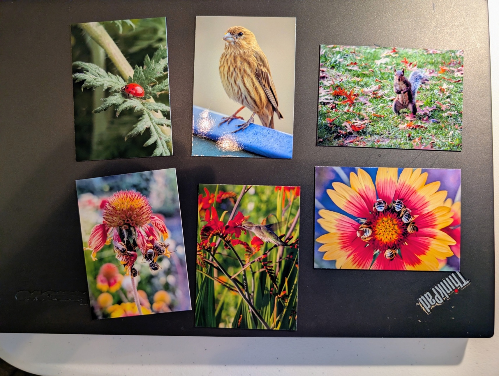 Photo showing six colorful photo magnets on a black background. Birds, a squirrel, flowers and bees and a ladybug.
