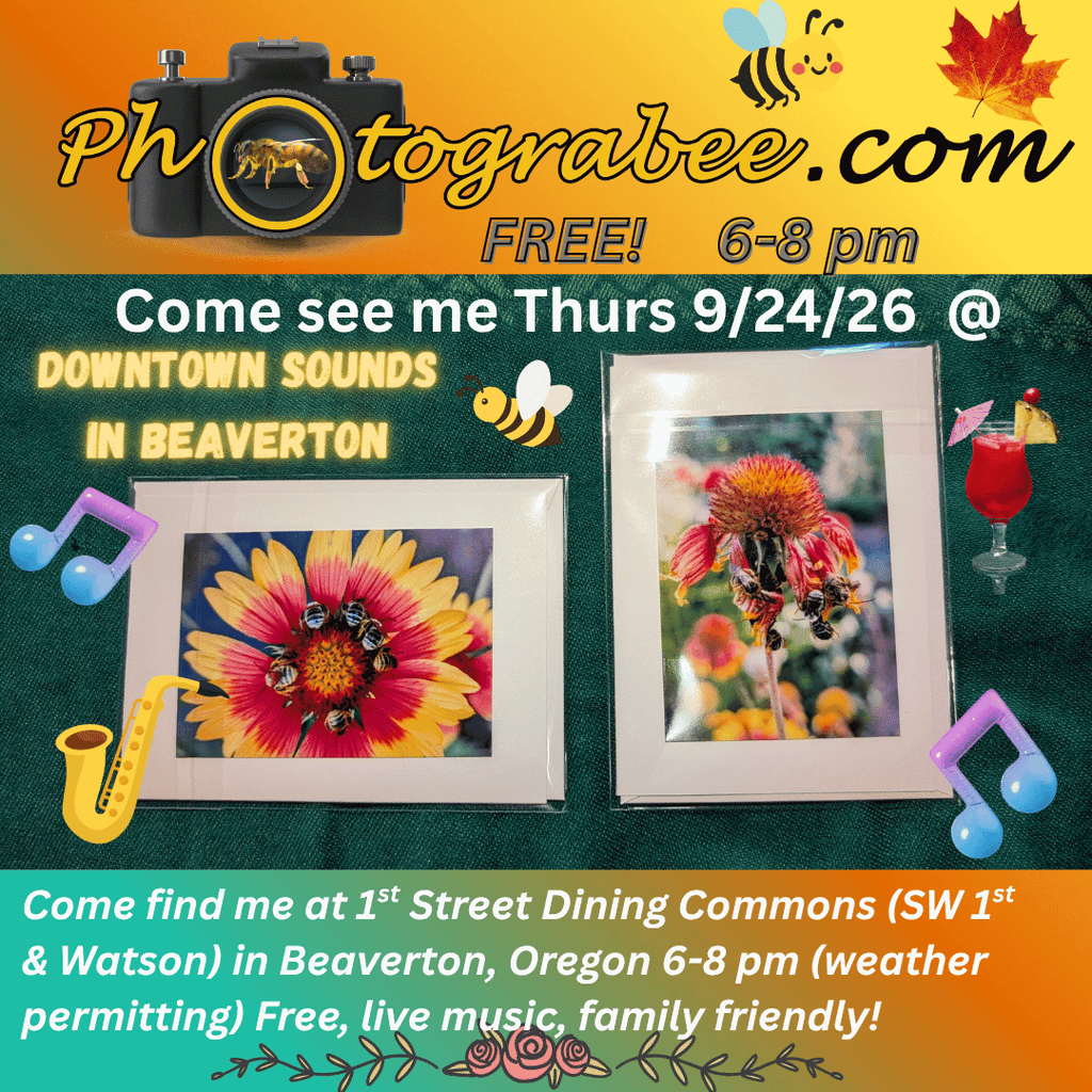 Colorful promo graphics for Photograbee.com to attend Downtown Sounds in Beaverton 9/24/26 from 6-8pm free. Weather permitting. 1st Street Dining Commons, SW 1st & Watson. Beaverton, OR. Live music, family friendly. Food. Drinks.